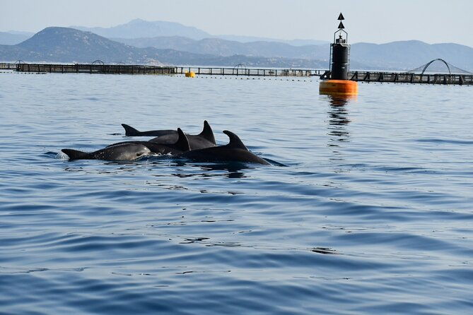dolphin-watching-and-snorkeling-in-figarolo-in-sardinia