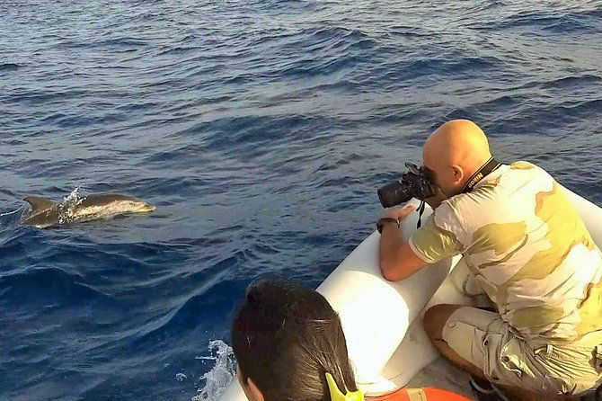 dolphin-watching-conservation-dolphins-in-the-gulf-of-catania