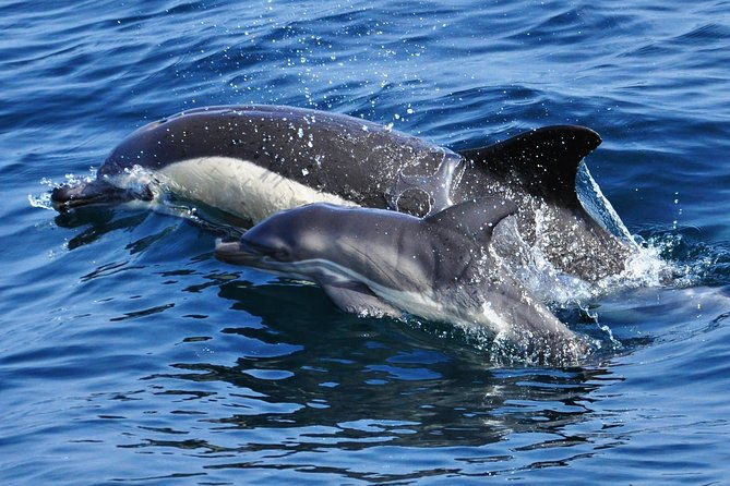 dolphin-watching-excursion-in-gibraltar