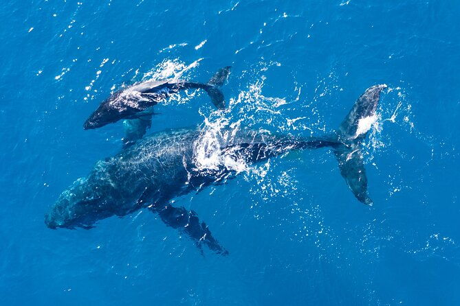 dolphin-watching-half-day-cruise-from-lagos
