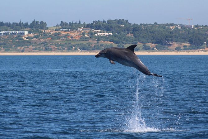 dolphin-watching-in-marina-de-lagos