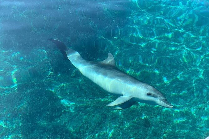 dolphin-watching-tour-with-snorkeling-from-olbia