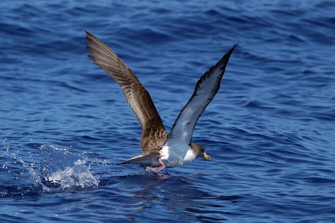 dolphin-whale-turtle-bird-watching