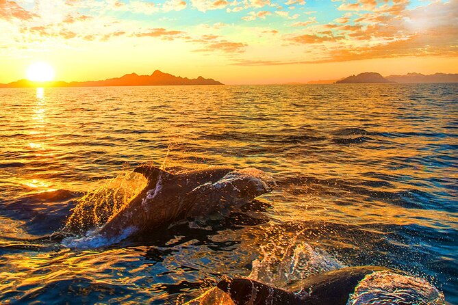 dolphins-watching-in-the-national-park-brijuni-from-pula