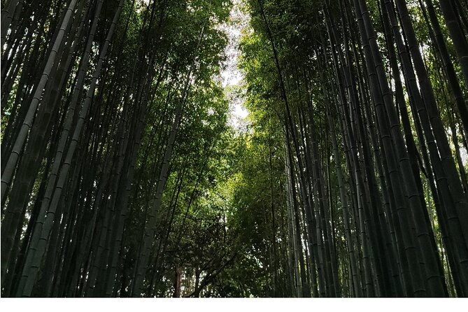 early-half-day-to-kyoto-highlights