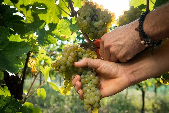 ebike-tour-with-organic-wine-tasting