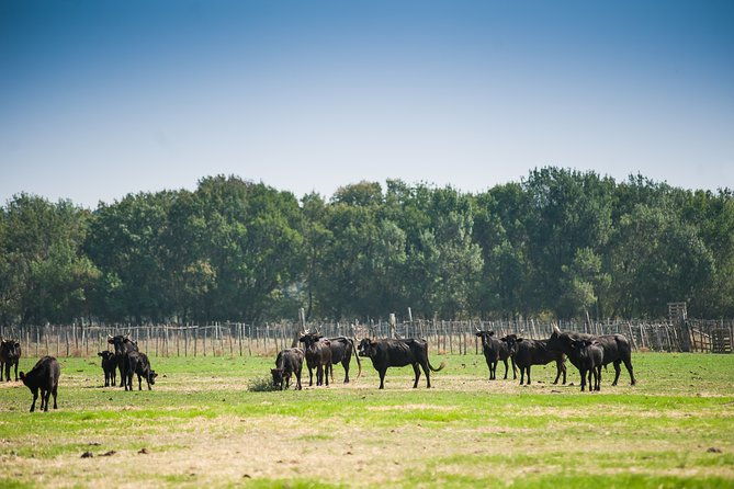 electric-bike-excursion-in-camargue