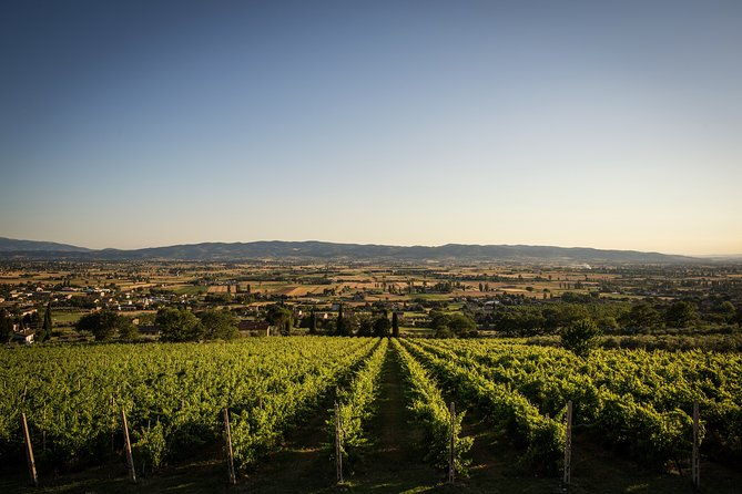 enjoy-and-taste-the-flavors-of-wine-in-an-open-air-venue