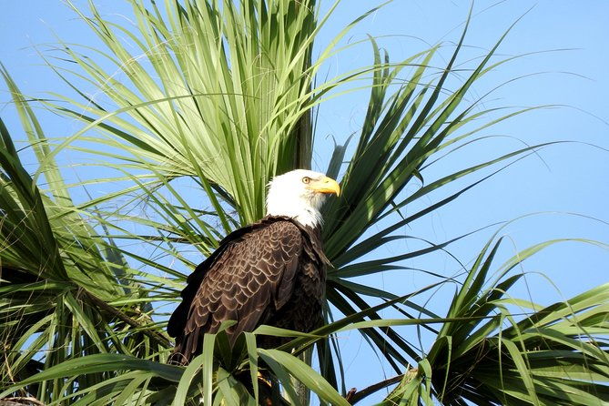 everglades-day-safari-from-ft-lauderdale