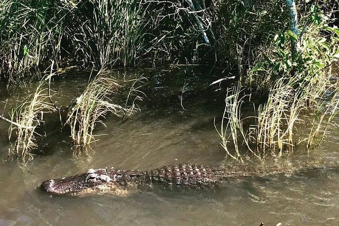everglades-tour-from-miami-with-transportation