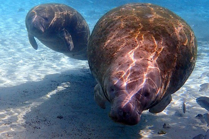 exclusive-small-group-vip-heated-manatee-snorkel-tour