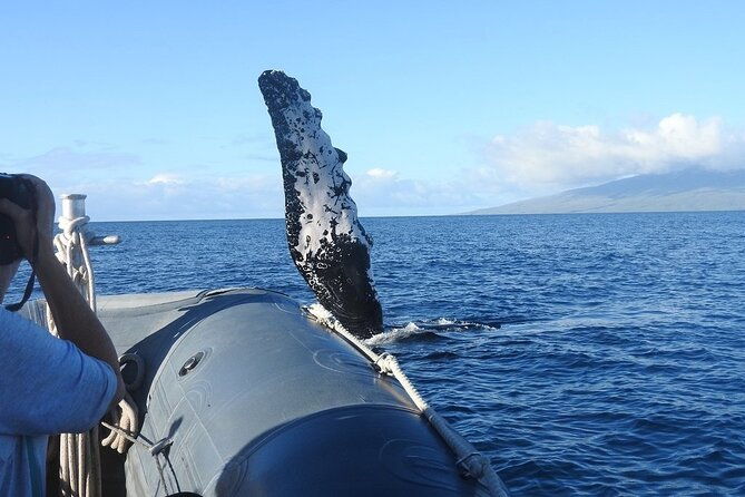 eye-level-whale-watching-eco-raft-tour-from-lahaina
