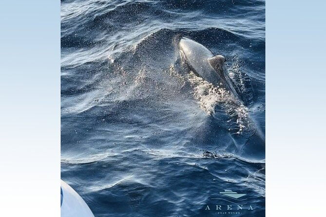 fantastic-dolphin-sunset-tour-with-dinner-pula-np-brijuni