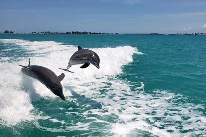 fins-up-dolphin-island-sandbar-adventure-in-clearwater-beach