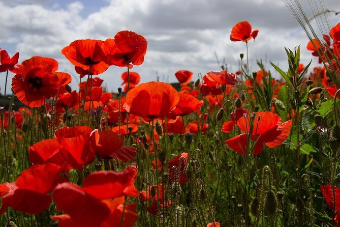 flanders-fields-remembrance-tour-from-brussels