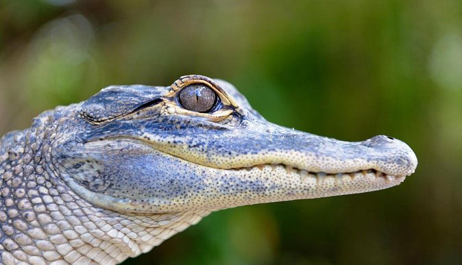 florida-everglades-airboat-tour-and-wild-florida-admission-with-optional-lunch
