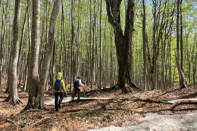 forest-healing-around-the-giant-beech-and-katsura-trees