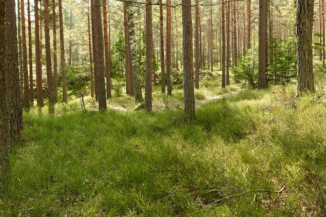forestbathing-and-natural-spring-water-in-stockholm-nature