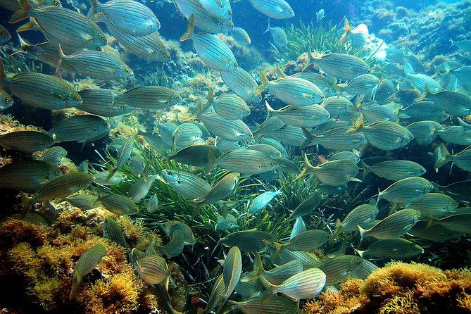 french-riviera-villefranche-bay-snorkeling-tour-from-nice