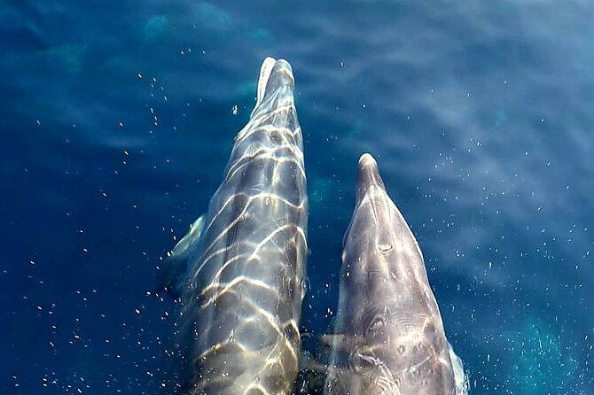 from-sagone-cargese-scandola-calanques-piana-girolata-swimming