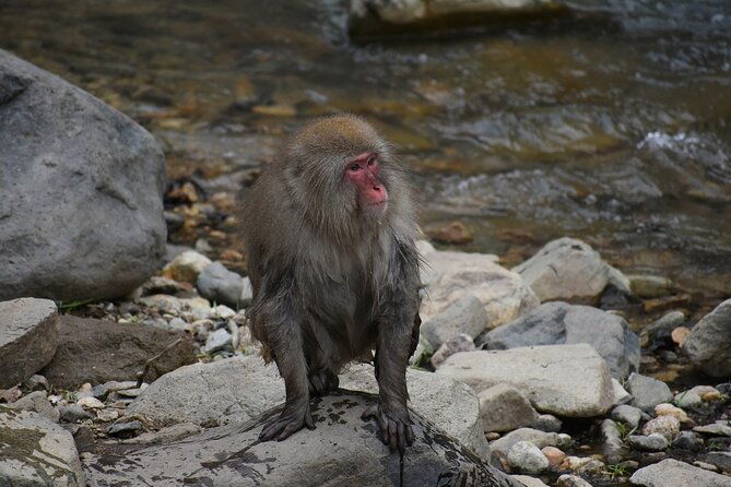 from-tokyo-nagano-snow-monkey-park-private-tour