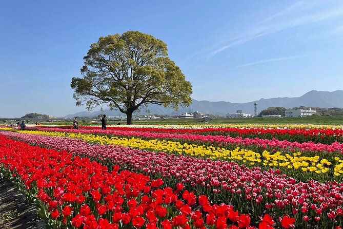 fukuoka-cherry-blossom-and-tulip-tour-with-boat-ride-yokabus