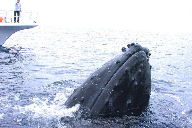full-day-guided-boat-2diving-in-kerama-islands%ef%bc%88license-required%ef%bc%89