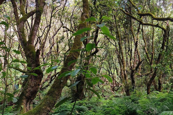 full-day-self-guided-hike-in-caldeirao-verde-levada