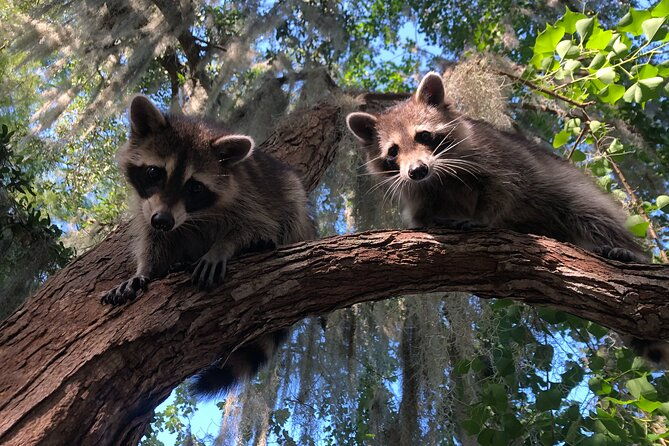 guided-boat-tour-of-new-orleans-bayou-and-wildlife