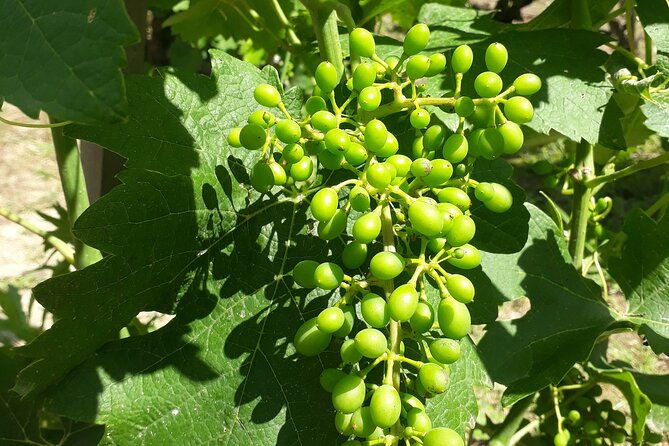 guided-tour-and-wine-tasting-northern-rhone-valley