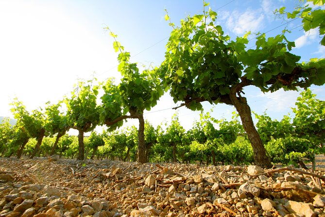 guided-visit-of-chateau-lhospitalet-with-tasting-of-4-wines
