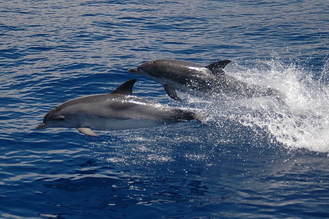 half-day-catamaran-trip-from-funchal