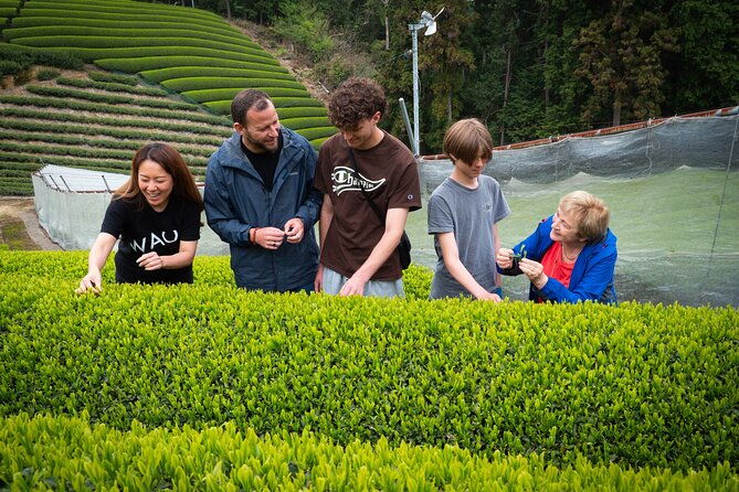 half-day-nara-and-matcha-farm-private-van-tour