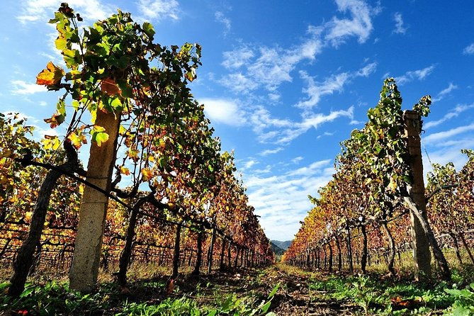 half-day-small-group-wine-experience-with-wine-expert-from-cagliari
