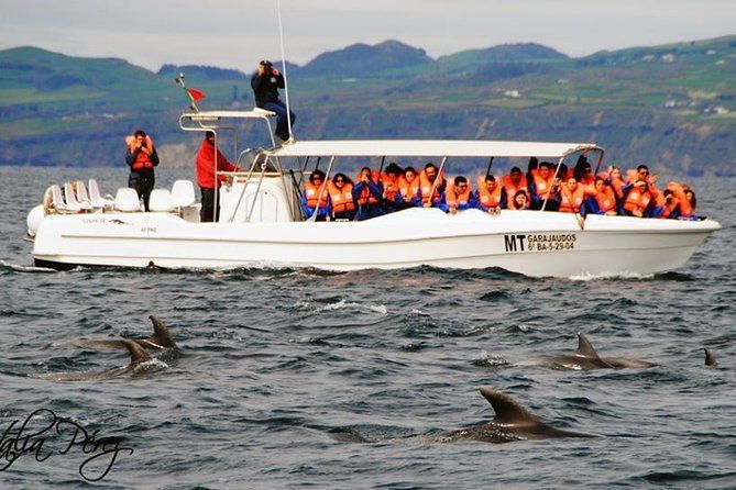 half-day-whale-and-dolphin-watching-tour-in-ponta-delgada