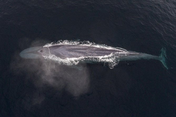 half-day-whale-watching-tour-from-monterey