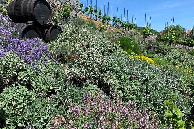 hidden-vineyards-and-private-winery-tour-in-prague