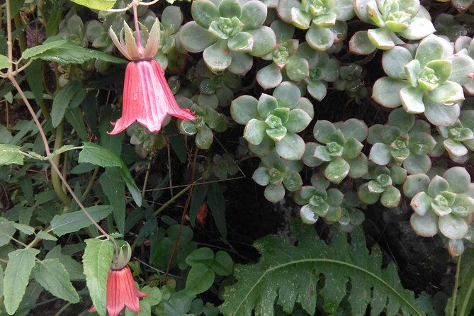 hiking-tour-in-the-anaga-biosphere-reserve-in-tenerife