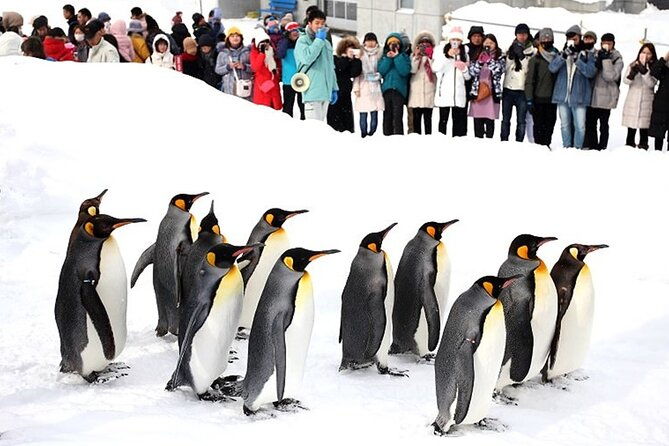 hokkaido-day-trip-from-sapporo-asahiyama-zoo-to-ningle-terrace