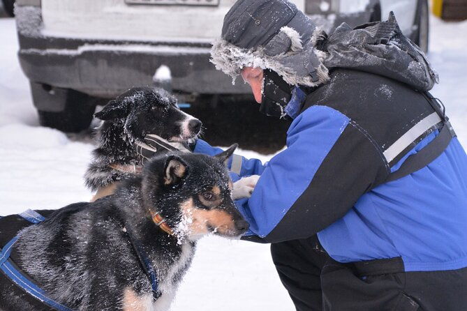 husky-tour-sit-and-drive-combo-tour-from-kiruna