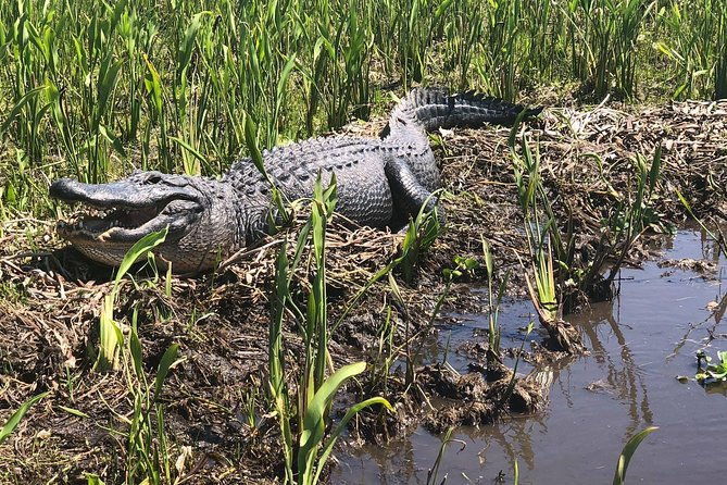 jean-lafitte-90-minute-swamp-and-bayou-boat-tour