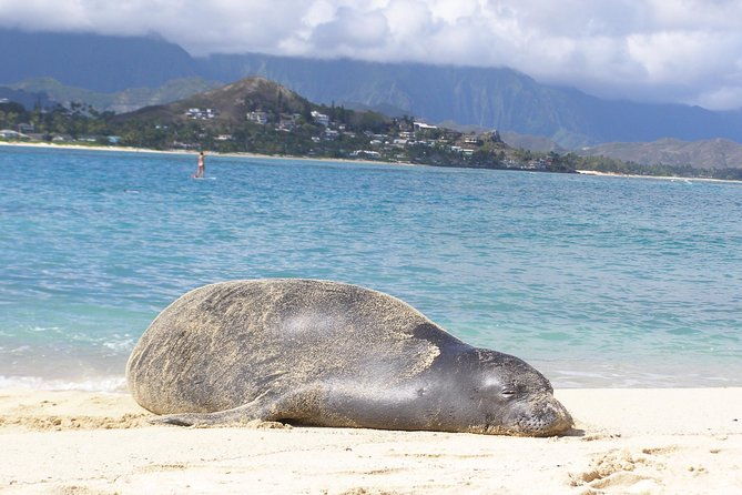 kailua-bay-oahu-epic-kayak-adventure-with-beachside-lunch
