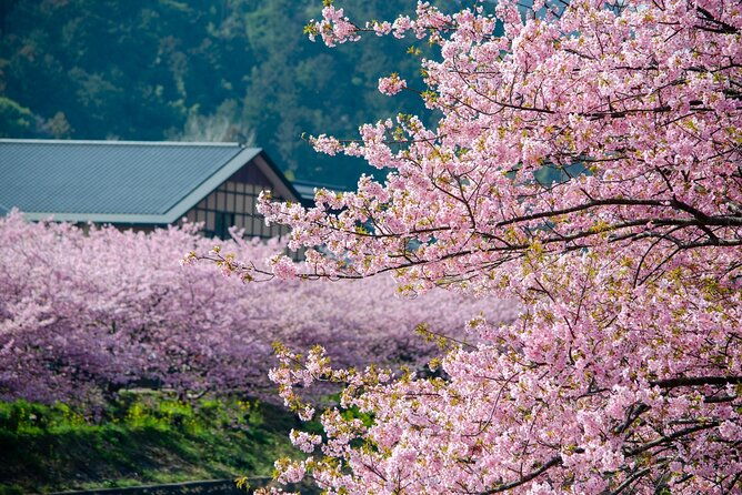 kawazu-cherry-blossom-sightseeing-tour