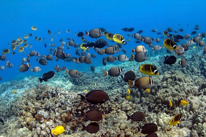 kealakekua-bay-captain-cook-snorkeling