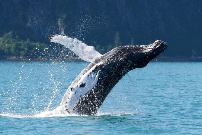 kenai-fjords-and-resurrection-bay-half-day-wildlife-cruise