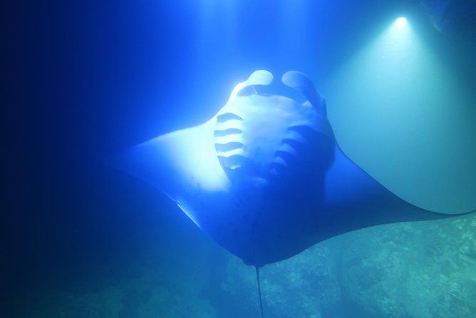 kona-manta-rays-guaranteed-night-snorkel-in-keauhou-harbor