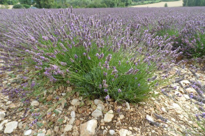 lavender-tour-sault-from-marseille