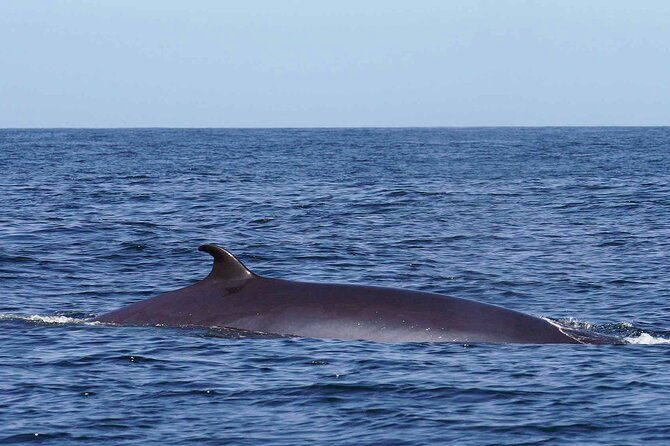 magic-dolphin-sea-safaris