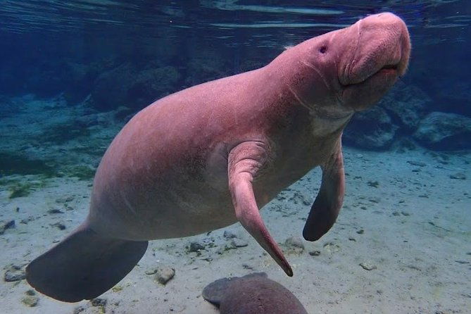 manatee-swim-tour-with-in-water-photographer
