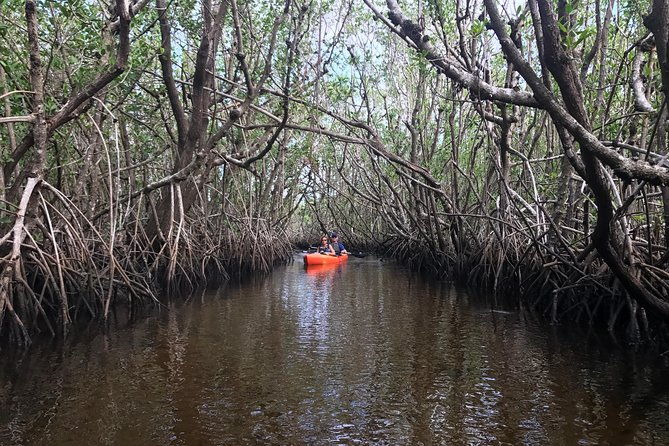 manatees-and-mangrove-tunnels-small-group-kayak-tour